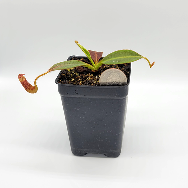 Nepenthes stenophylla