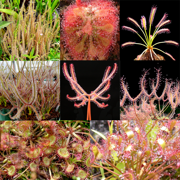 Sundew Set 1