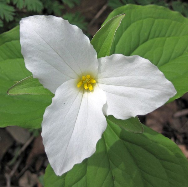 Great White Trillium, from Wikicommons