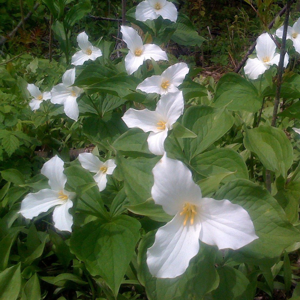 Great White Trillium, from Wikicommons