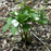 Great White Trillium, from Wikicommons