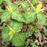 Yellow Trillium, from Wikicommons
