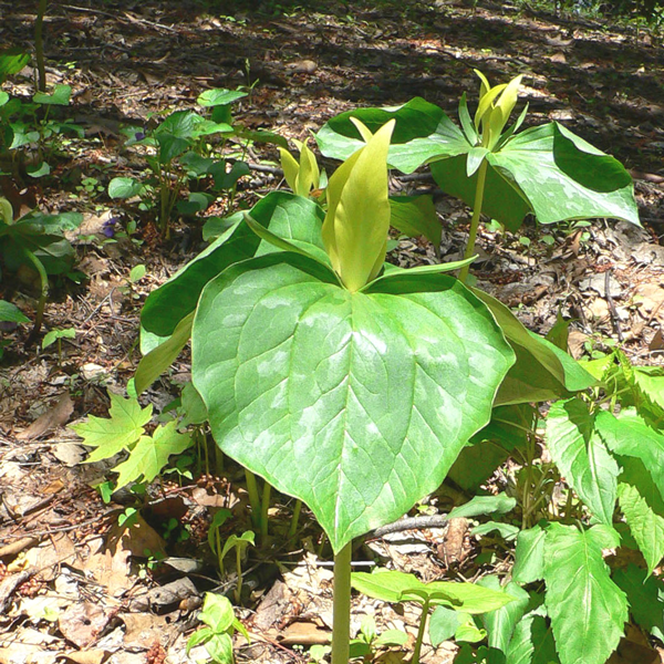 Yellow Trillium, from Wikicommons