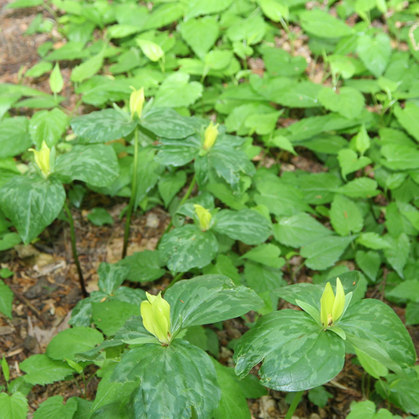 Yellow Trillium, from Wikicommons