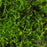 Utricularia blanchetti