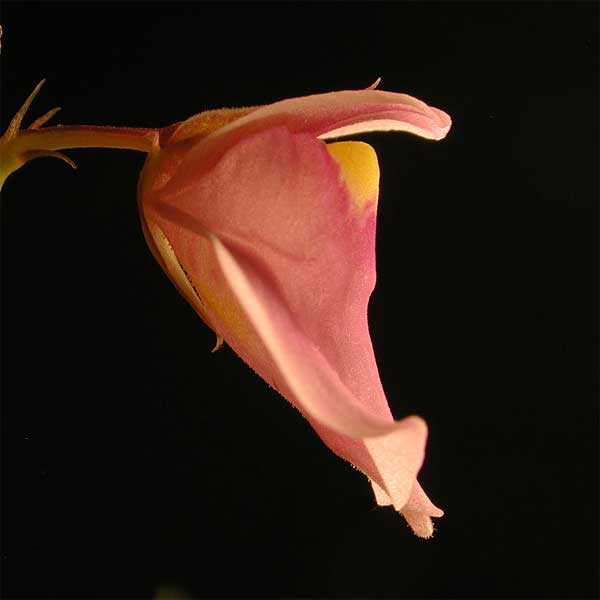 Utricularia calycifida