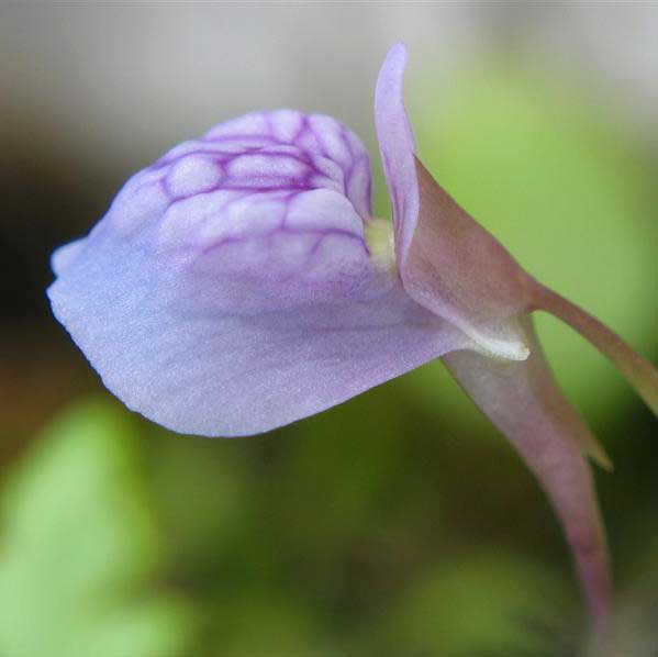 Utricularia graminifolia