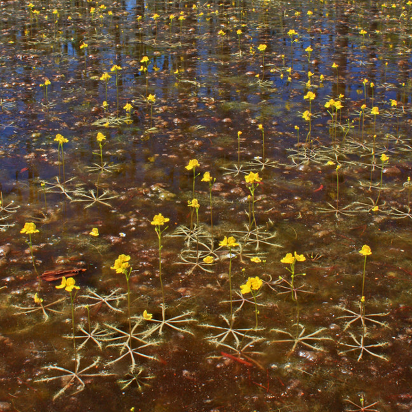 utricularia inflata, from www.farm6.com