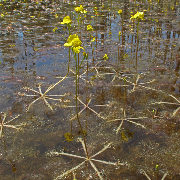 Utricularia inflata, from www.farm6.com