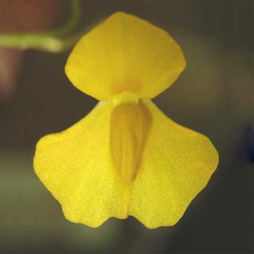 Utricularia involvens | | Carnivorous Plant Nursery
