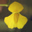 Utricularia involvens | | Carnivorous Plant Nursery