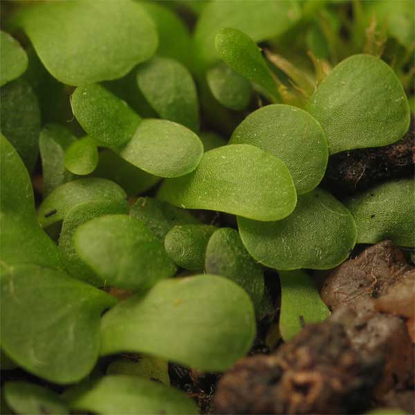 Utricularia livida