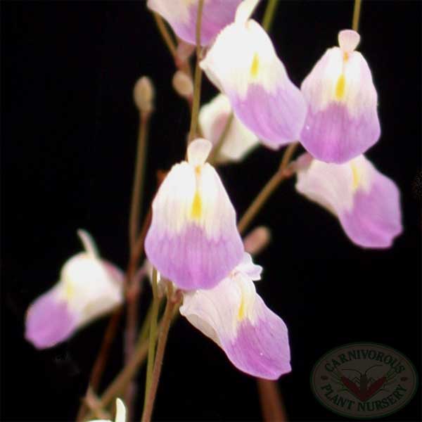 Utricularia livida