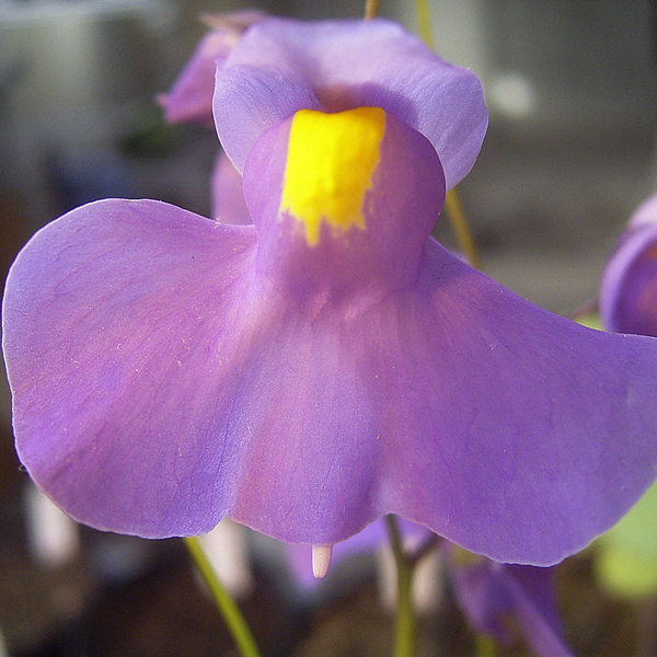 Utricularia longifolia