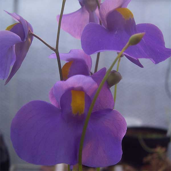 Utricularia longifolia