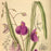 antique print Utricularia longifolia