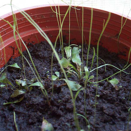 Utricularia praelonga