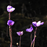Utricularia purpurea, from www.honda-e.com