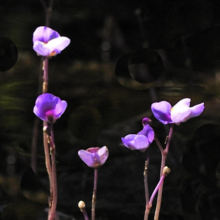 Utricularia purpurea, from www.honda-e.com