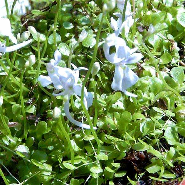 Utricularia sandersonii