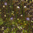 Utricularia simplex