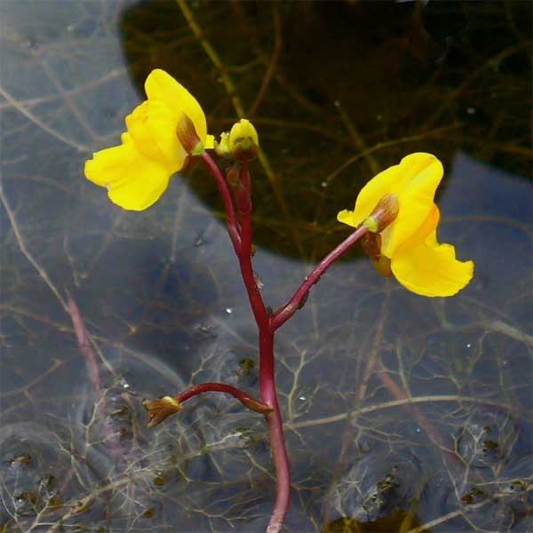 Utricularia vulgaris flower