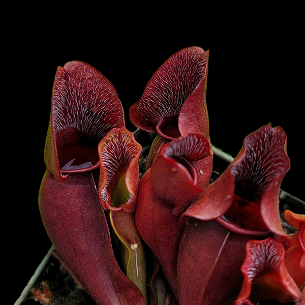 Sarracenia purpurea venosa - Red