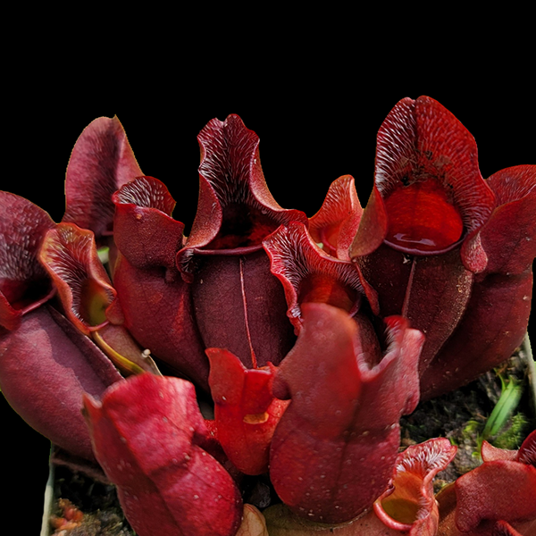 Sarracenia purpurea venosa - Red