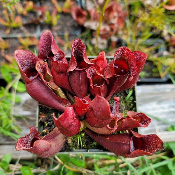 TruBlu Supply Carnivorous Purple Pitcher Plant (Sarracenia Purpurea Venosa)  - 3.75 inch net Pot