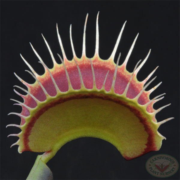 Venus Flytrap - B52