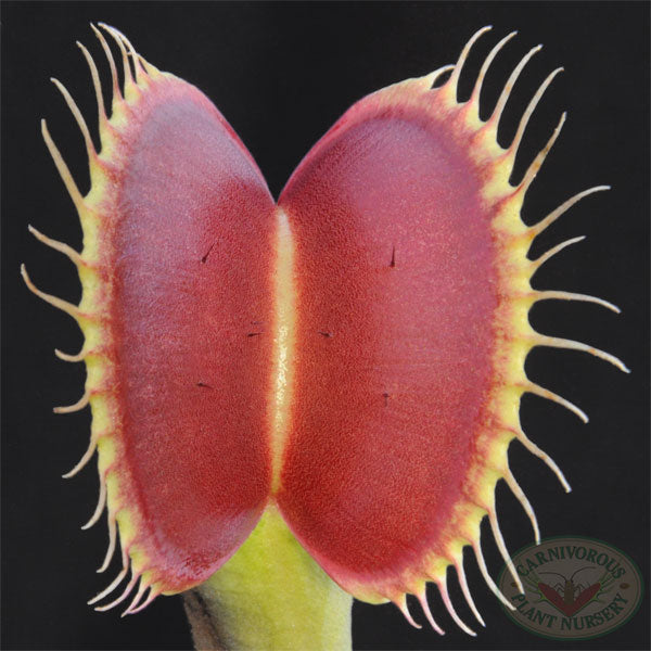 Venus Flytrap - B52