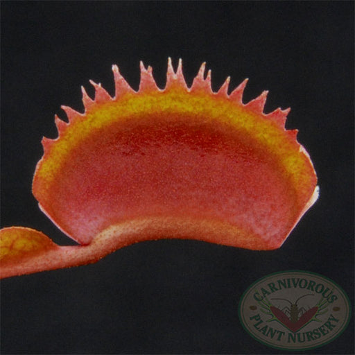 Venus Flytrap - Bohemian Garnet | | Carnivorous Plant Nursery