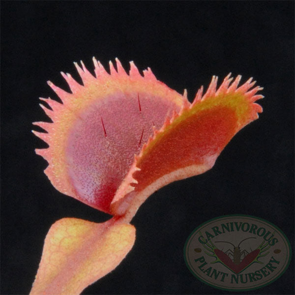 Venus Flytrap - Bohemian Garnet | | Carnivorous Plant Nursery