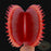 Venus Flytrap - Bohemian Garnet | | Carnivorous Plant Nursery