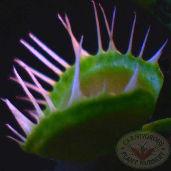 Venus Flytrap - Cross Teeth