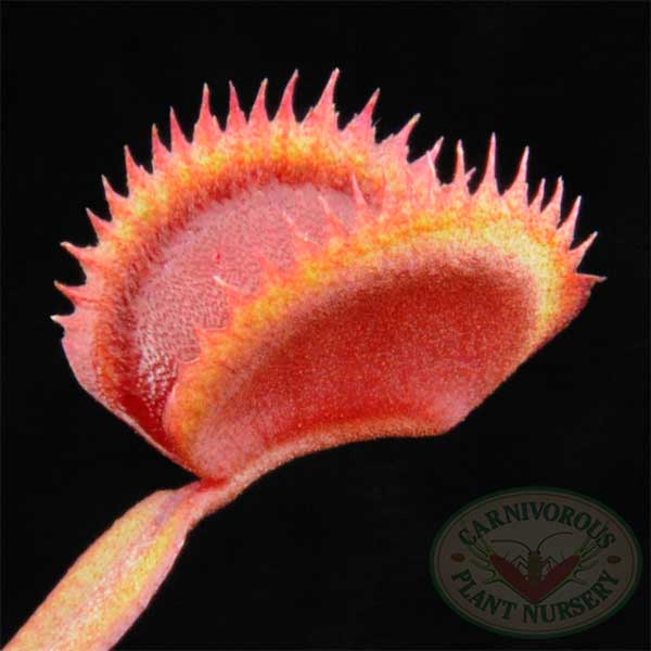 Venus Flytrap - Gold Strike