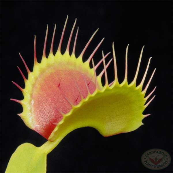 carnivorou plant venus fly trap