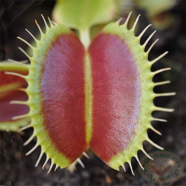 Venus Flytrap