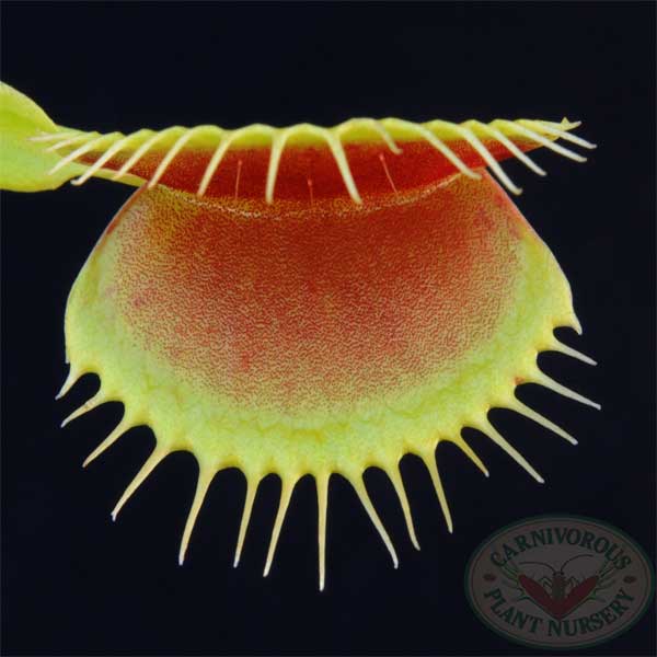 Venus Flytrap Seeds - For Sale | Carnivorous Plant Nursery