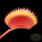 Venus Flytrap - Red Piranha | | Carnivorous Plant Nursery