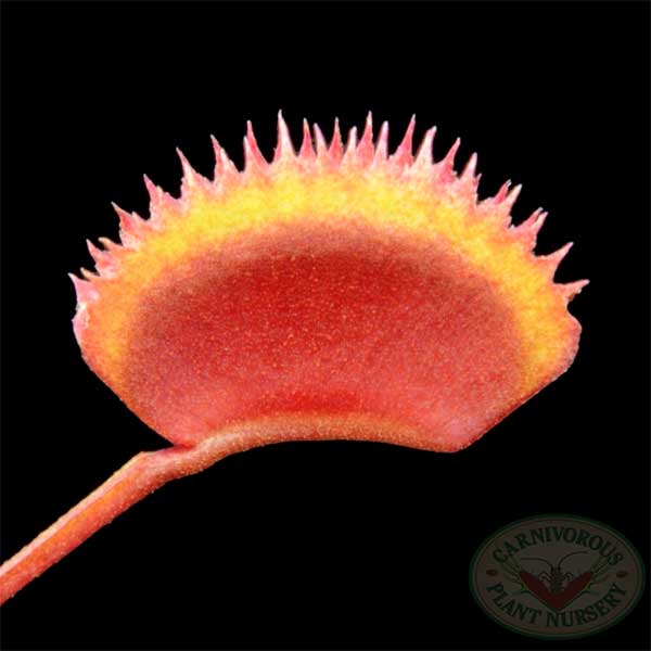 Venus Flytrap - Red Piranha | | Carnivorous Plant Nursery