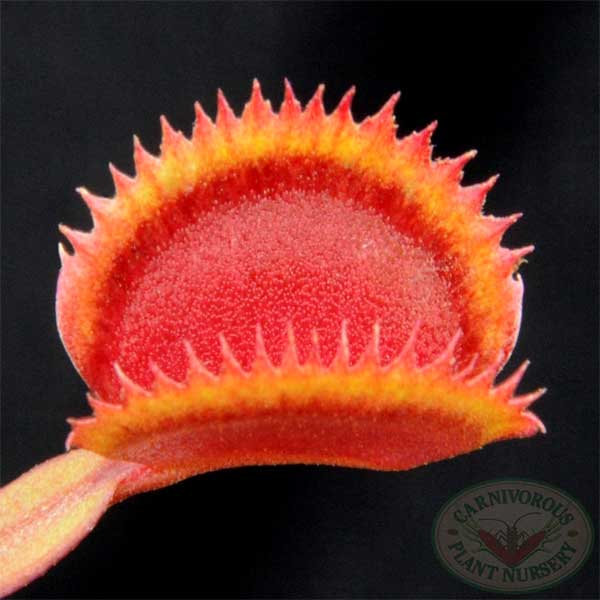 Venus Flytrap - Red Piranha | | Carnivorous Plant Nursery