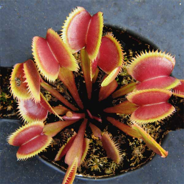 Venus Flytrap - Red Piranha | | Carnivorous Plant Nursery