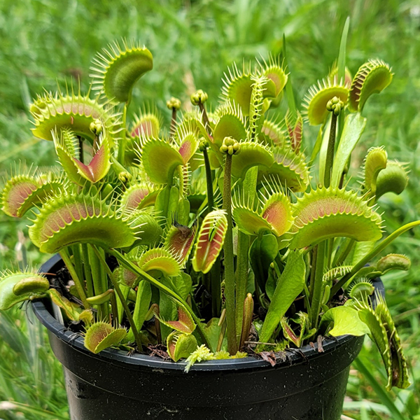 https://carnivorousplantnursery.com/cdn/shop/products/vft_pinnacle1_x700.png?v=1655233195