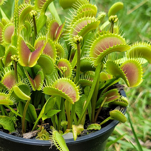 Venus Flytraps For Sale — Carnivorous Plant Nursery