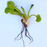 Venus Flytrap with Roots