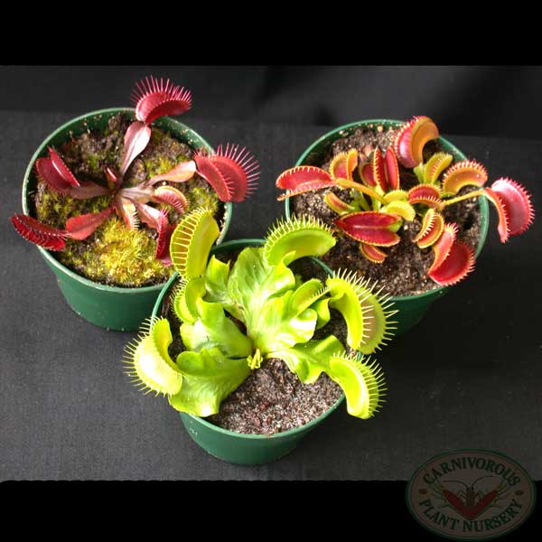 Venus Flytrap Set 1