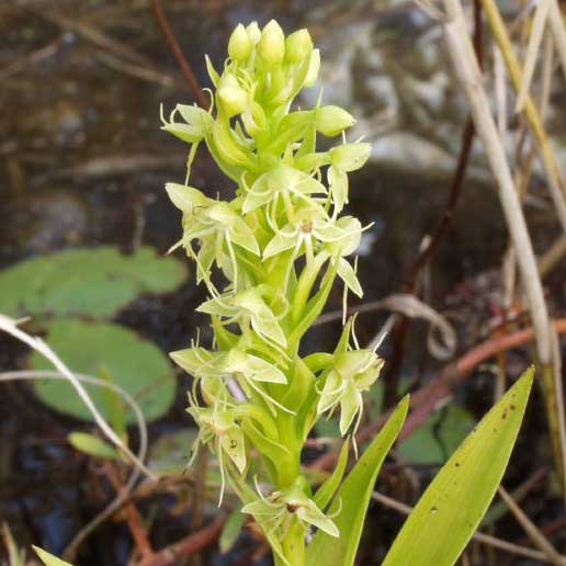 Habenaria repens