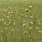 Yellow Eyed Grass, Xyris sp.